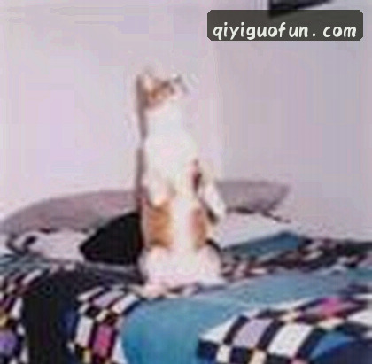 黄婷